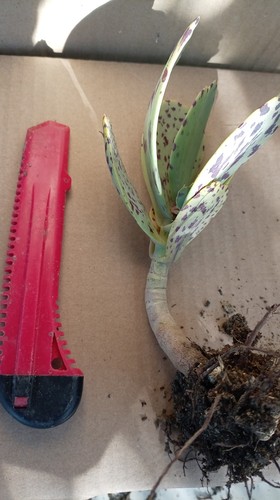 Ledebouria silver - ledebouria, (silver